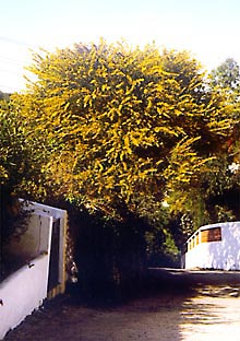 Mimosenbaum